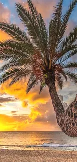 Tropical sunset with palm tree on beach.