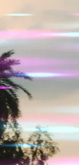 Palm trees with pink sunset light streaks in the sky.