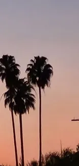 Silhouettes of palm trees at sunset with a colorful sky.