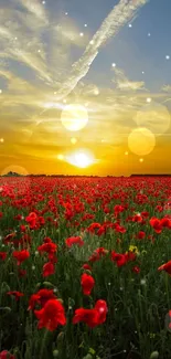 Poppy field at sunset with vibrant red flowers under a glowing sky.