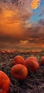 A stunning sunset over a pumpkin field, capturing autumn's essence.