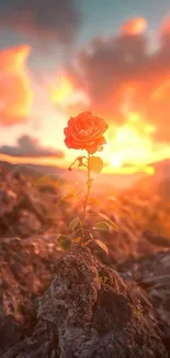 Vibrant sunset with a rose on a rocky cliff, orange sky.