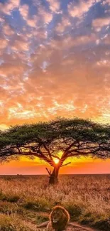 Lion resting under acacia tree at sunset with vibrant sky.