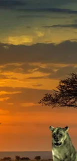 Lion in African savannah with sunset background.