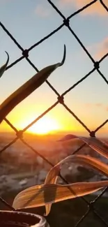 Sunset behind a mesh fence with silhouetted leaves and clear sky.