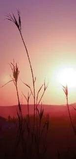 Silhouette of plants against a vibrant purple and orange sunset on the horizon.