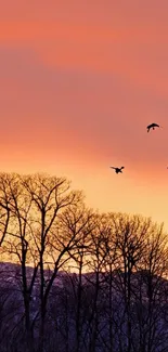 Silhouettes of trees against a vibrant sunset sky.