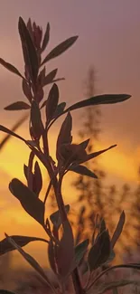 Silhouette of a plant against a vibrant orange sunset sky.