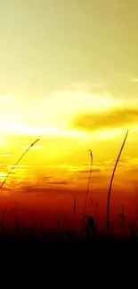 Silhouette against a golden sunset sky with tall grass in the foreground.