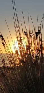 Silhouette of grasses against a vibrant sunset sky.