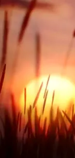 Silhouette of grass against a glowing orange sunset sky.