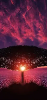 Beautiful sunset silhouette tree with vibrant purple and pink sky.