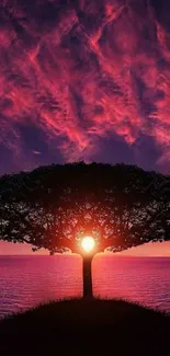 Silhouette of a tree at sunset with a vibrant pink sky.