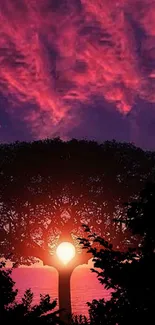 Beautiful sunset wallpaper with a silhouette tree and vivid pink sky.