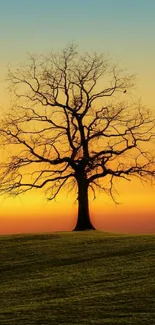 Solitary tree silhouetted against a vibrant orange sunset sky.