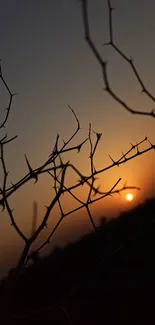 Wallpaper with sunset silhouette of branches against an orange sky.