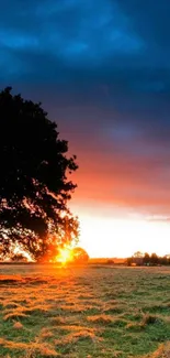 Silhouette of a tree against a vibrant sunset sky with orange and blue hues.