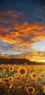 Field of sunflowers under a vibrant sunset sky.