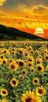 A vibrant sunflower field at sunset with orange skies and distant hills.