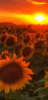 Sunset over a sunflower field with vibrant orange sky.