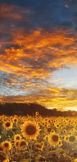 Sunflower field at sunset with vibrant sky.