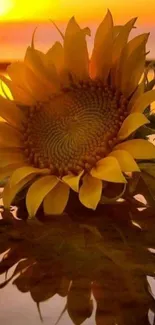 Sunflower reflecting in tranquil water at sunset with a vibrant golden glow.