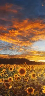 Sunflower field at sunset with a vibrant orange sky.