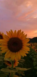 Sunflower field at sunset with a warm orange sky, creating a tranquil scene.