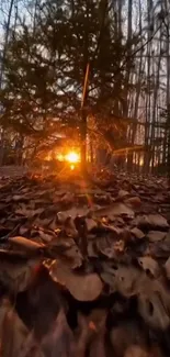 Sunset streaming through forest trees and autumn leaves.