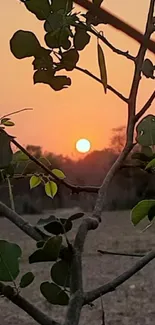 Serene sunset viewed through silhouetted leaves.