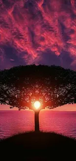 Silhouette of a tree with the sun setting behind, casting purple and pink hues.