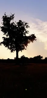 Silhouette of a tree against a vibrant sunset sky.