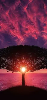 Sunset tree silhouette with pink sky over ocean.