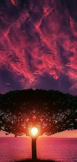 Vibrant sunset with tree silhouette on a pink sky.