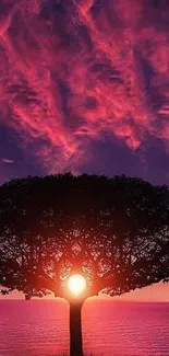 Silhouetted tree against a purple sunset sky on mobile wallpaper.