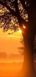 Tree silhouette against a vibrant sunset sky.