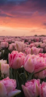 Field of pink tulips at sunset with dramatic sky.