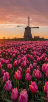 Mobile wallpaper of a pink tulip field at sunset with a windmill.