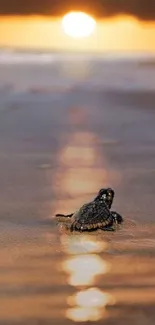 Baby turtle on a golden beach at sunset, creating a serene and natural scene.