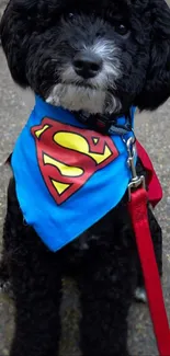 Cute dog with vibrant blue superhero bandana on a leash.