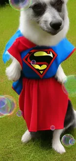 Adorable dog in superhero costume standing on lush green grass.