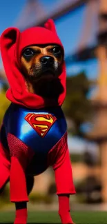 Adorable dog in a red superhero costume with a blue chest emblem.