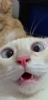 Funny surprised cat with wide eyes and open mouth