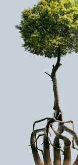 Surreal tree with intertwined roots on calming background.