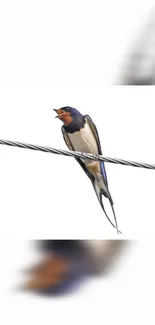 Swallow perched on a wire with a white background wallpaper.