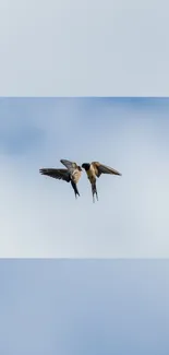 Two swallows flying against a light blue sky wallpaper.