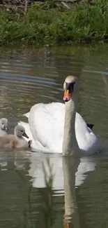 Elegant swan leading cygnets on a calm, green lake.