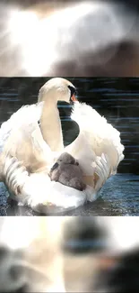 A serene swan with cygnets on a tranquil pond.