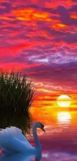 Swan gliding on lake with vibrant red sunset sky reflecting on water.