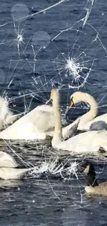 Swans swimming on a lake with cracked glass effect overlay.